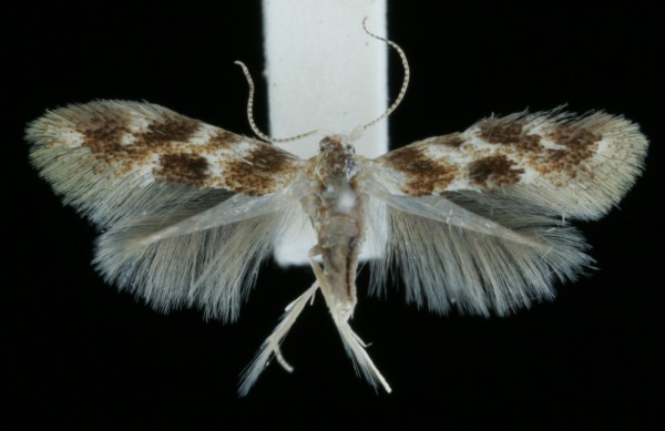 Bucculatrix ulmella Bucculatrix ulmella