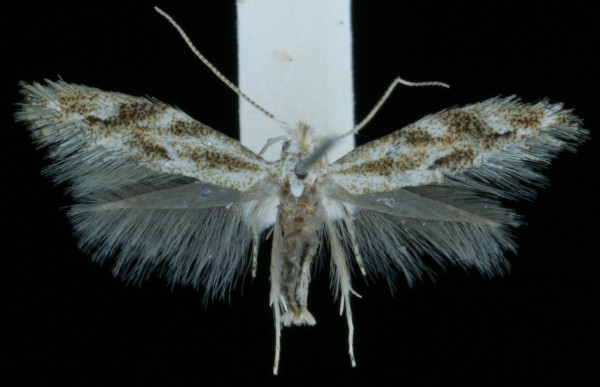Bucculatrix bechsteinella Bucculatrix bechsteinella