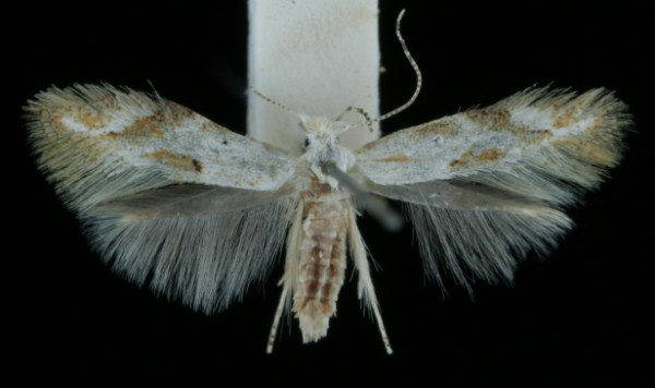 Bucculatrix demaryella Bucculatrix demaryella