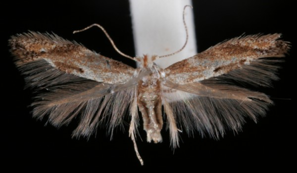 Bucculatrix demaryella Bucculatrix demaryella