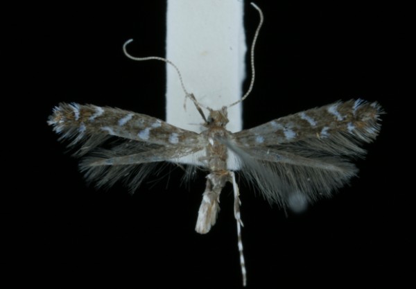 Parectopa ononidis Parectopa ononidis