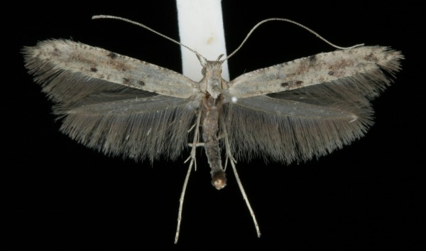 Caloptilia populetorum Caloptilia populetorum