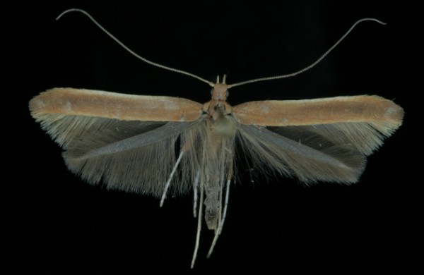 Caloptilia betulicola Caloptilia betulicola