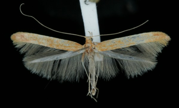 Caloptilia betulicola Caloptilia betulicola