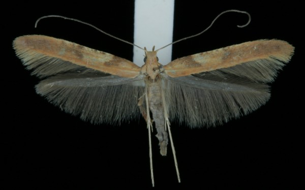 Caloptilia betulicola Caloptilia betulicola