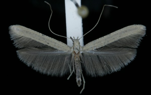 Caloptilia roscipennella Caloptilia roscipennella