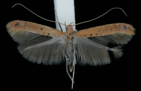 Caloptilia rufipennella Caloptilia rufipennella