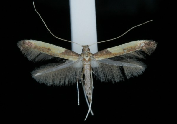 Caloptilia azaleella Caloptilia azaleella
