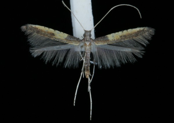 Caloptilia azaleella Caloptilia azaleella