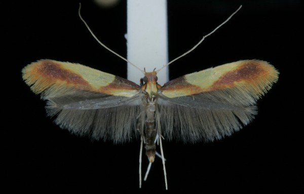 Caloptilia alchimiella Caloptilia alchimiella