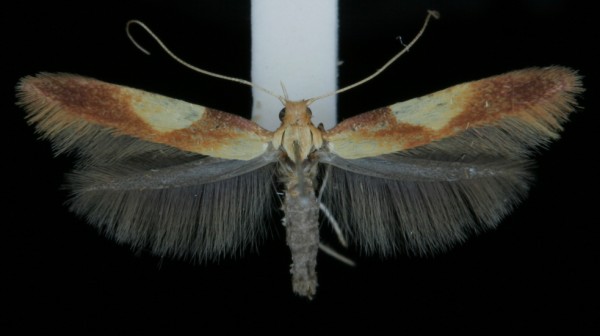 Caloptilia robustella Caloptilia robustella
