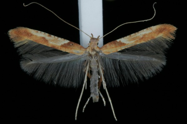 Caloptilia falconipennella Caloptilia falconipennella