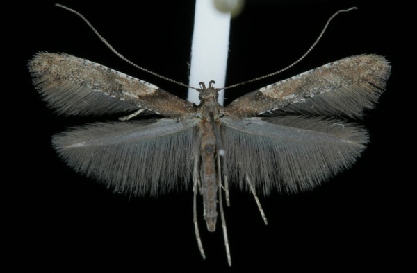 Caloptilia falconipennella Caloptilia falconipennella