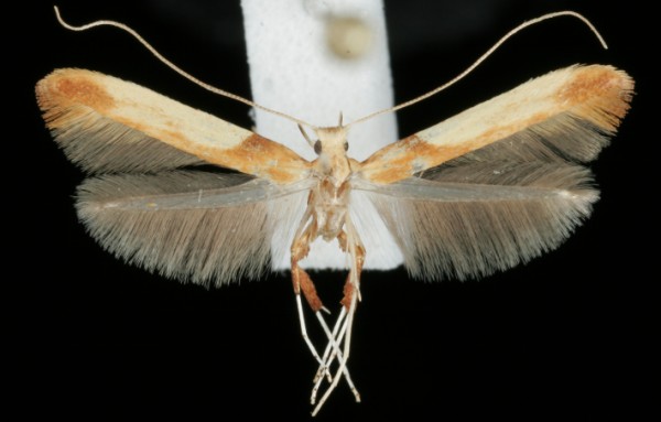 Caloptilia hemidactylella Caloptilia hemidactylella