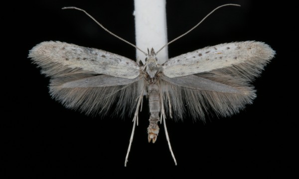 Aspilapteryx tringipennella Aspilapteryx tringipennella
