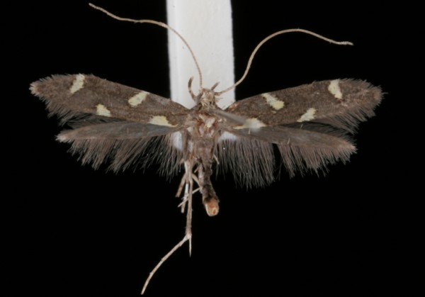 Calybites phasianipennella Calybites phasianipennella