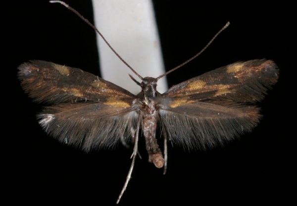 Euspilapteryx auroguttella Euspilapteryx auroguttella