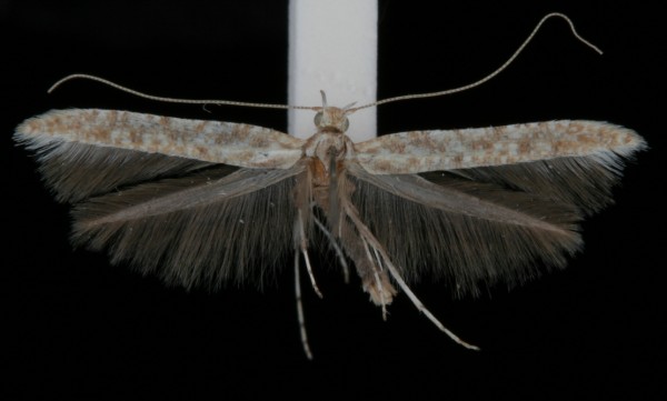 Povolnya leucapennella Povolnya leucapennella