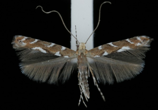 Acrocercops brongniardella Acrocercops brongniardella