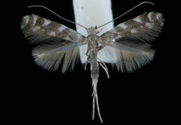 Leucospilapteryx omissella Leucospilapteryx omissella