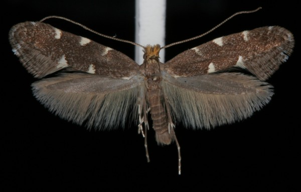 Callisto denticulella Callisto denticulella