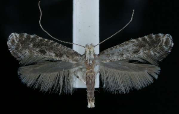 Parornix anglicella Parornix anglicella