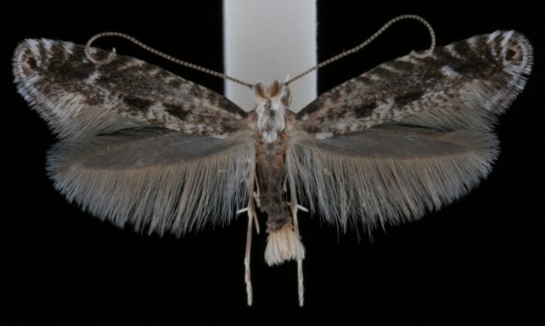Parornix scoticella Parornix scoticella