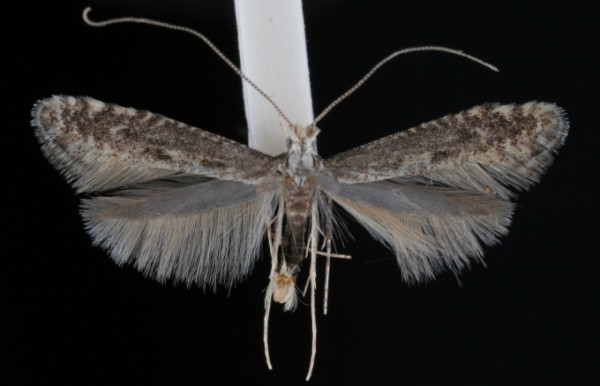 Parornix fagivora Parornix fagivora