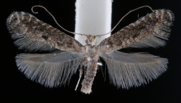 Parornix carpinella Parornix carpinella