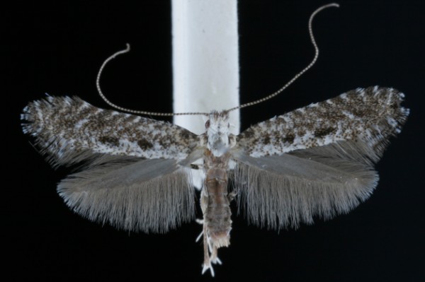 Parornix betulae Parornix betulae