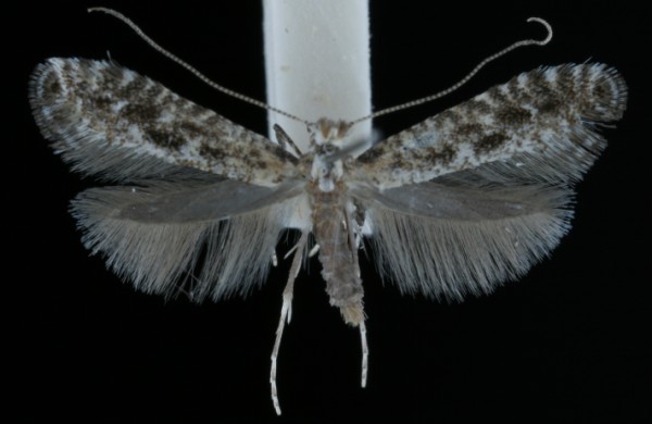Parornix devoniella Parornix devoniella