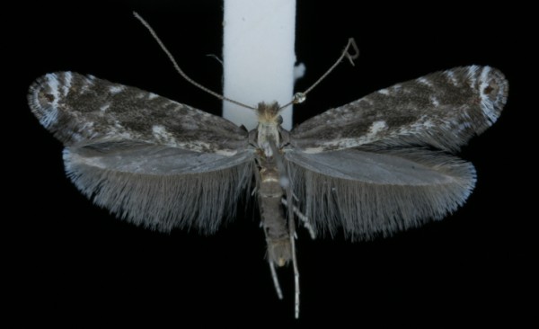 Parornix torquillella Parornix torquillella