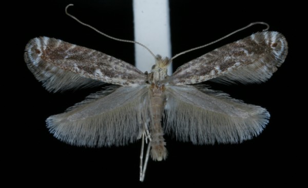Parornix torquillella Parornix torquillella