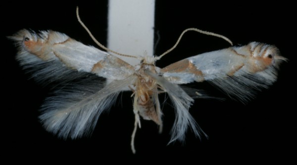Phyllonorycter roboris Phyllonorycter roboris