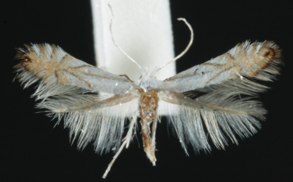 Phyllonorycter heegeriella Phyllonorycter heegeriella