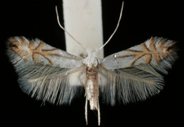 Phyllonorycter heegeriella Phyllonorycter heegeriella