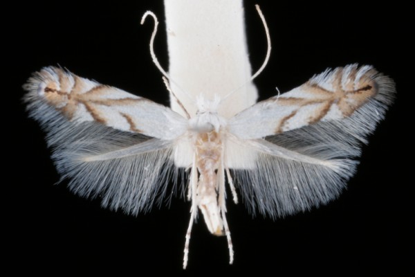 Phyllonorycter tenerella Phyllonorycter tenerella