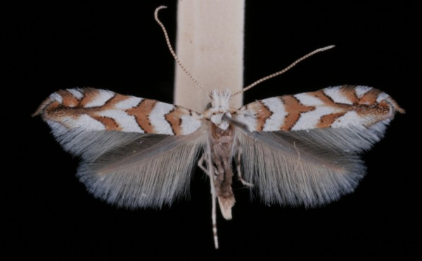 Phyllonorycter kuhlweiniella Phyllonorycter kuhlweiniella