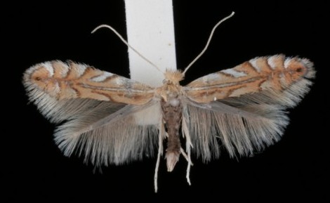 Phyllonorycter quercifoliella Phyllonorycter quercifoliella