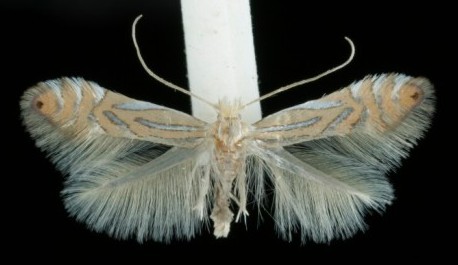 Phyllonorycter platani Phyllonorycter platani