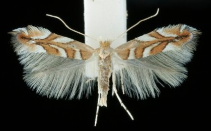 Phyllonorycter muelleriella Phyllonorycter muelleriella