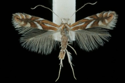 Phyllonorycter oxyacanthae Phyllonorycter oxyacanthae