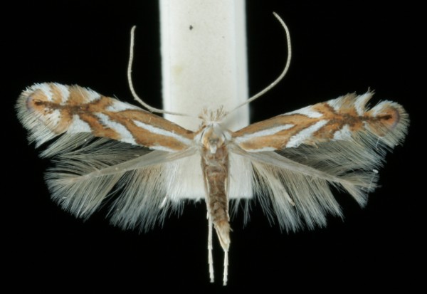 Phyllonorycter oxyacanthae Phyllonorycter oxyacanthae