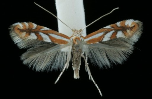 Phyllonorycter mespilella Phyllonorycter mespilella