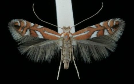 Phyllonorycter junoniella Phyllonorycter junoniella
