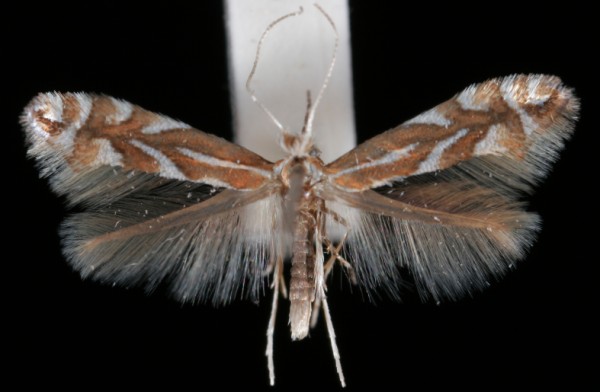 Phyllonorycter spinicolella Phyllonorycter spinicolella