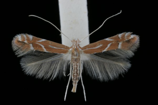 Phyllonorycter leucographella Phyllonorycter leucographella