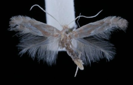 Phyllonorycter viminiella Phyllonorycter viminiella