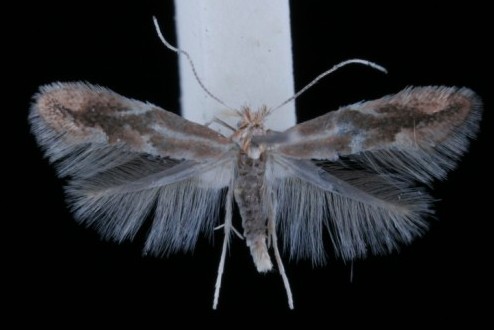 Phyllonorycter viminiella Phyllonorycter viminiella