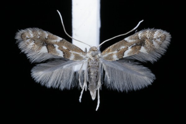 Phyllonorycter viminetorum Phyllonorycter viminetorum